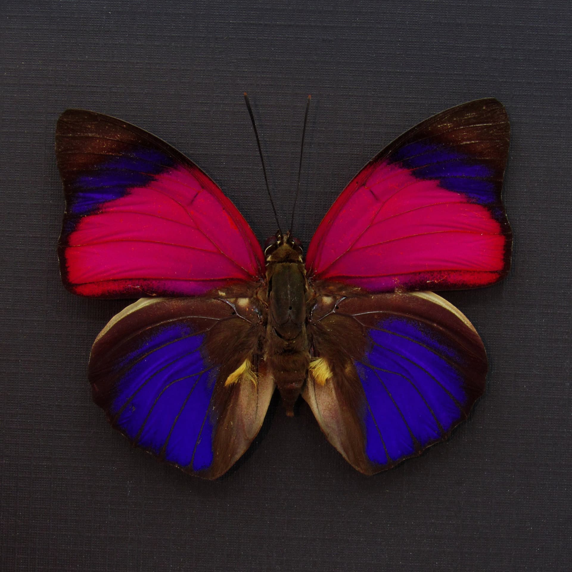 Real fuschia Brush-footed butterfly framed taxidermy - Agrias sardanapalus