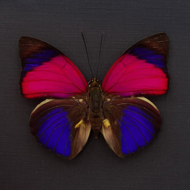 Real fuschia Brush-footed butterfly framed taxidermy - Agrias sardanapalus