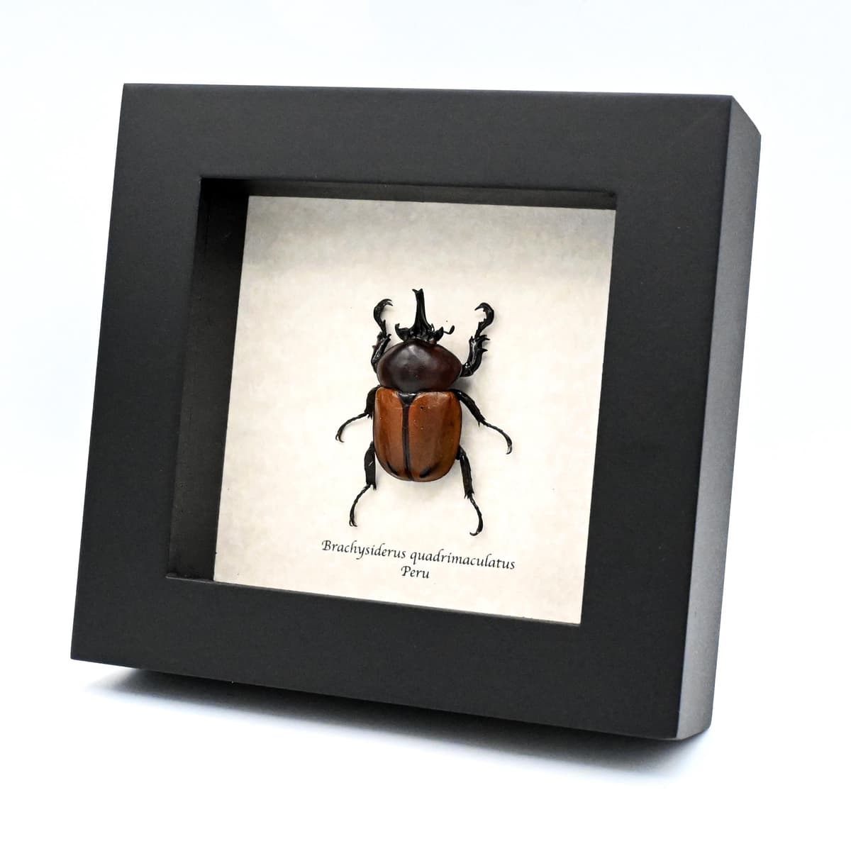 Real Rhinoceros Beetle framed taxidermy - Brachysiderus quadrimaculatus
