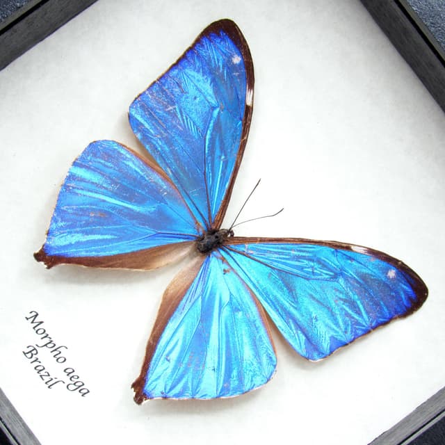 Real iridescent blue butterfly framed taxidermy - Morpho aega
