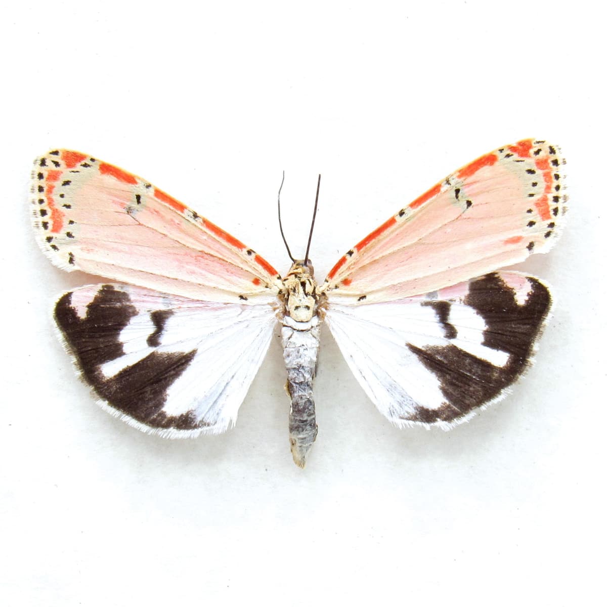 Real pink Bella Rattlebox moth framed taxidermy - Utetheisa ornatrix - female