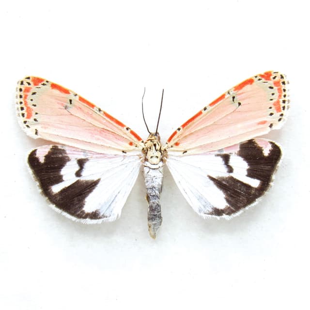 Real pink Bella Rattlebox moth framed taxidermy - Utetheisa ornatrix - female