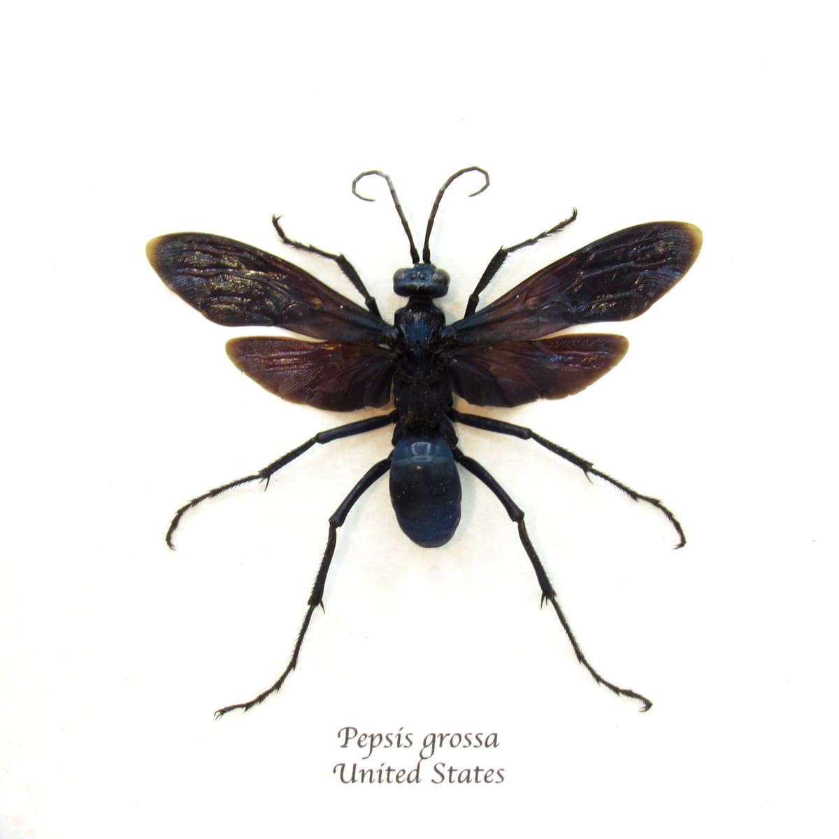 Real large Tarantula Hawk Wasp framed taxidermy - Pepsis grossa - female