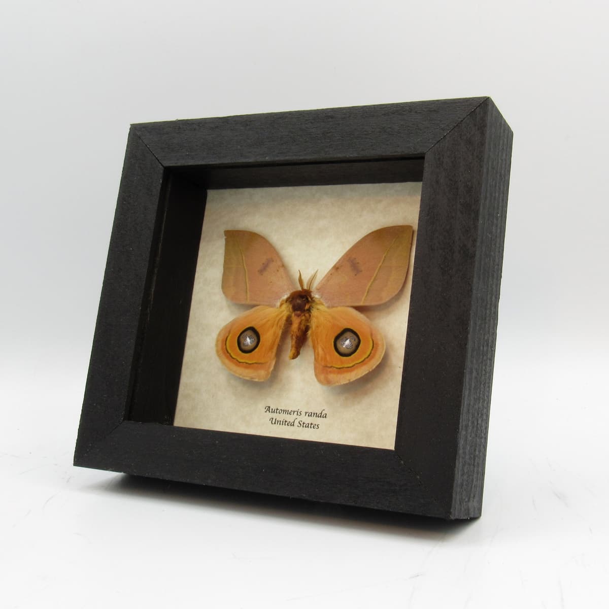Real Desert Saturn moth framed taxidermy - Automeris randa