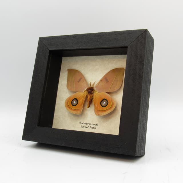 Real Desert Saturn moth framed taxidermy - Automeris randa