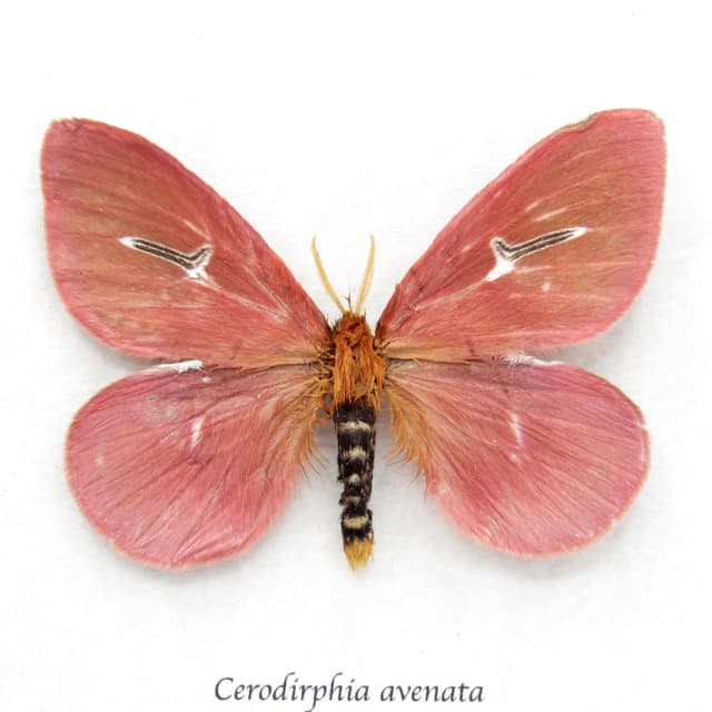 Rare pink moth framed taxidermy - Cerodirphia avenata