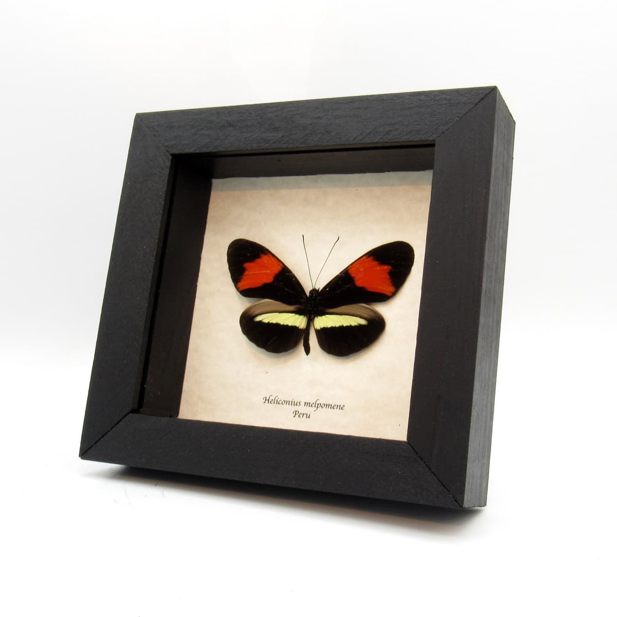 Large real red Longwing butterfly framed taxidermy - Heliconius melpomene