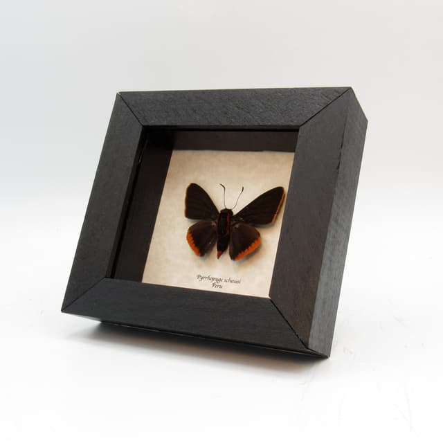 Real Orange Firetip Skipper butterfly framed taxidermy - Pyrrhopyge schausi