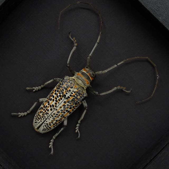 Rare Longhorn beetle framed taxidermy - Rosenbergia straussi - XL male