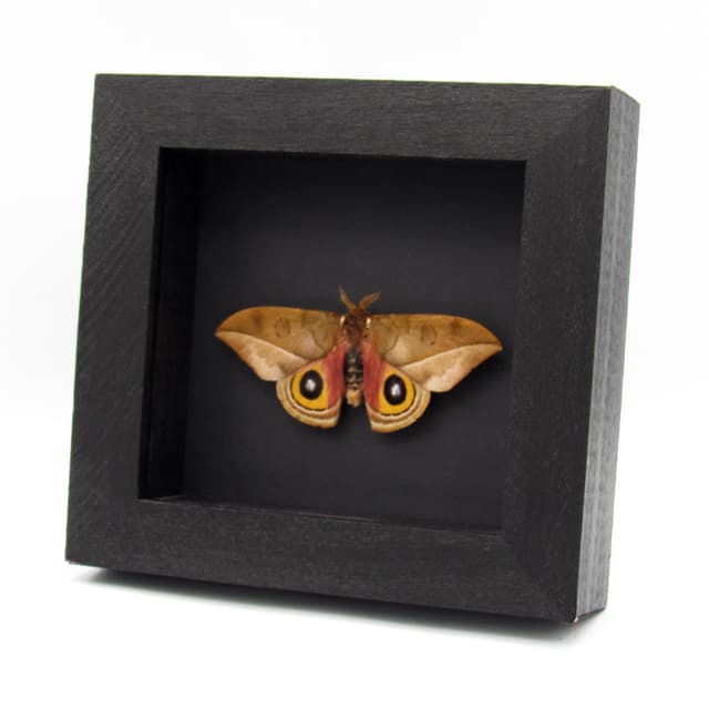 Real Saturn moth framed taxidermy - Automeris zugana - Victorian mount