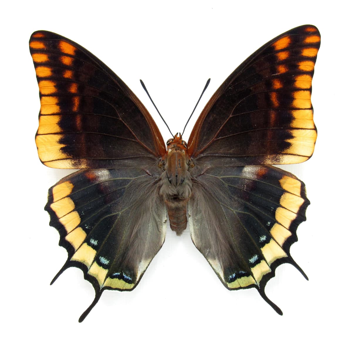 Rare Two-tailed Pasha butterfly framed taxidermy - Charaxes jasius septentrionalis - large female