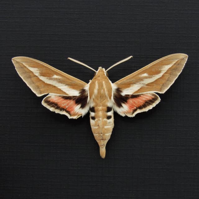 Real Bean-Caper Hawkmoth framed taxidermy - Hyles zygophylli