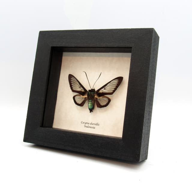 Real clear wing moth framed taxidermy - Cocytia durvillii - female