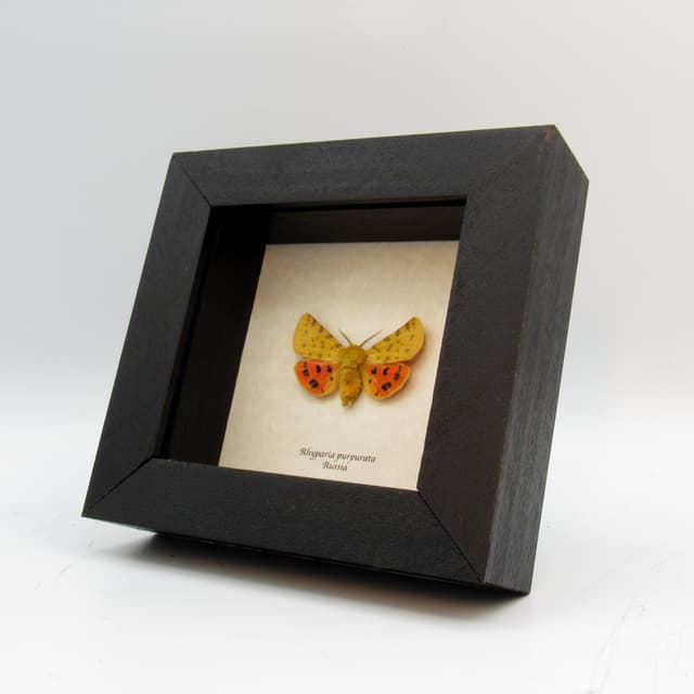 Real yellow Tiger moth framed taxidermy - Rhyparia purpurata