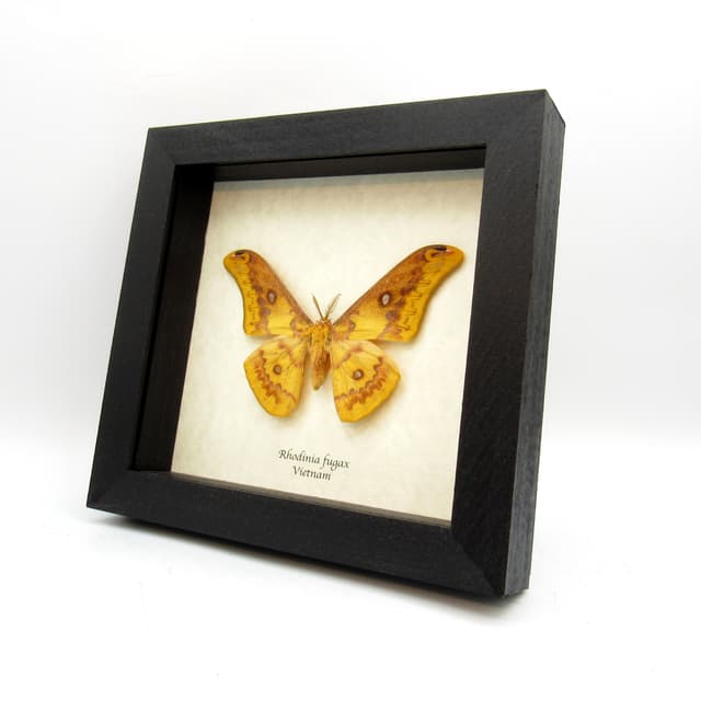 Rare Squeaking Silkmoth framed taxidermy - Rhodinia fugax