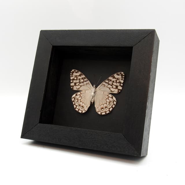 Real white butterfly framed taxidermy - Hamadryas feronia