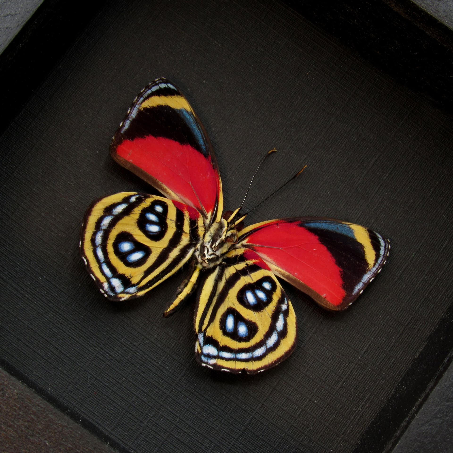 Real red butterfly framed taxidermy - Callicore cyllene