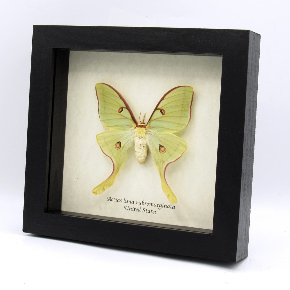 Real rare Luna Moon moth framed taxidermy - Actias luna rubromarginata - female - large - minor damage/repair