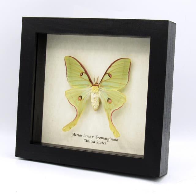 Real rare Luna Moon moth framed taxidermy - Actias luna rubromarginata - female - large - minor damage/repair
