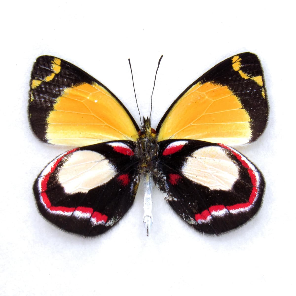 Rare Delias butterfly framed specimen - Delias leucias leucias