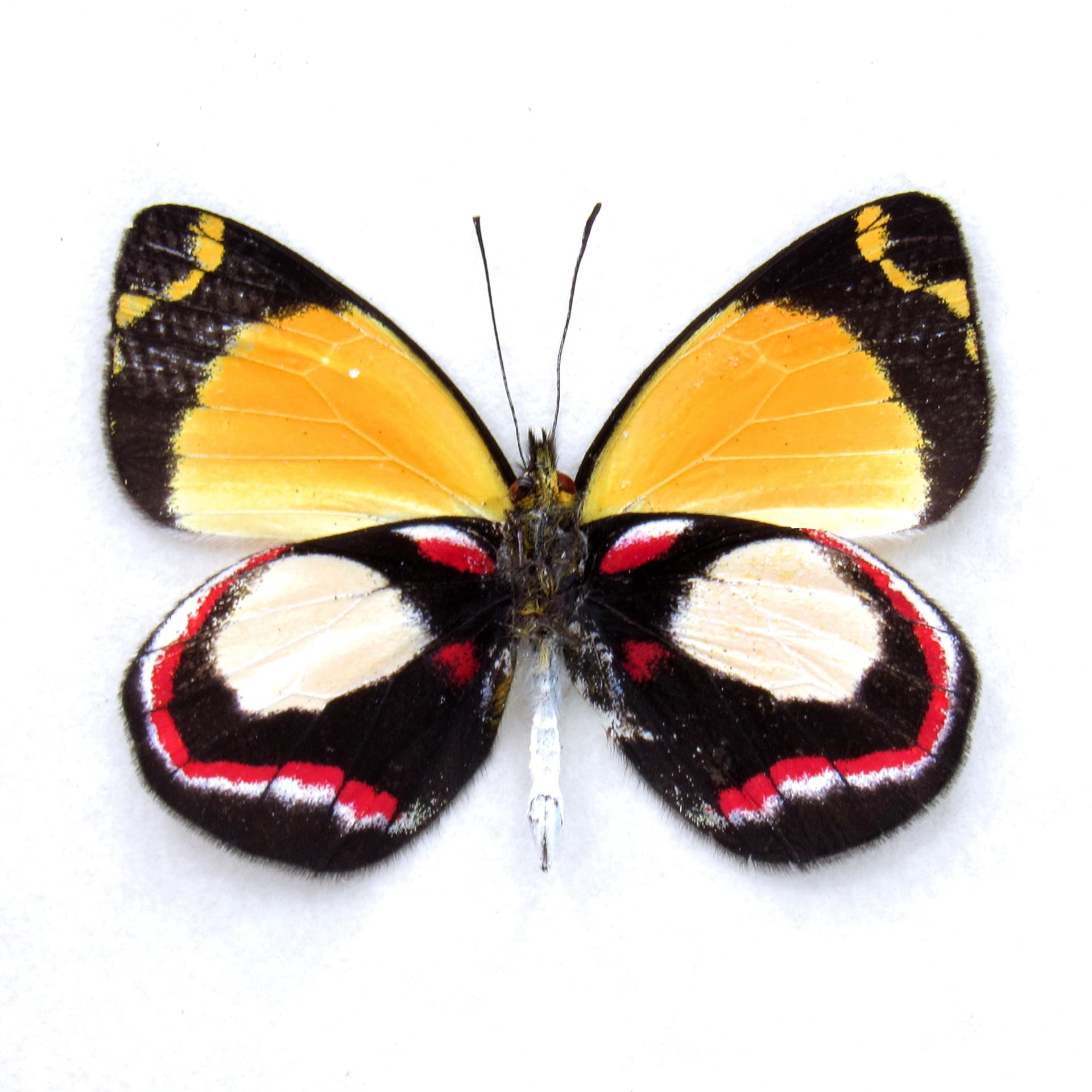 Rare Delias butterfly framed specimen - Delias leucias leucias