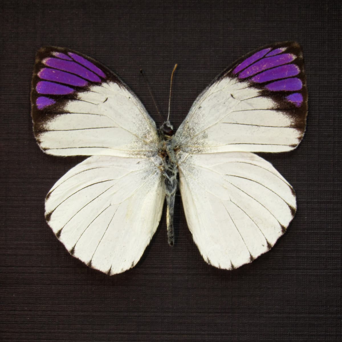 Real Purple Tip butterfly framed taxidermy - Colotis regina
