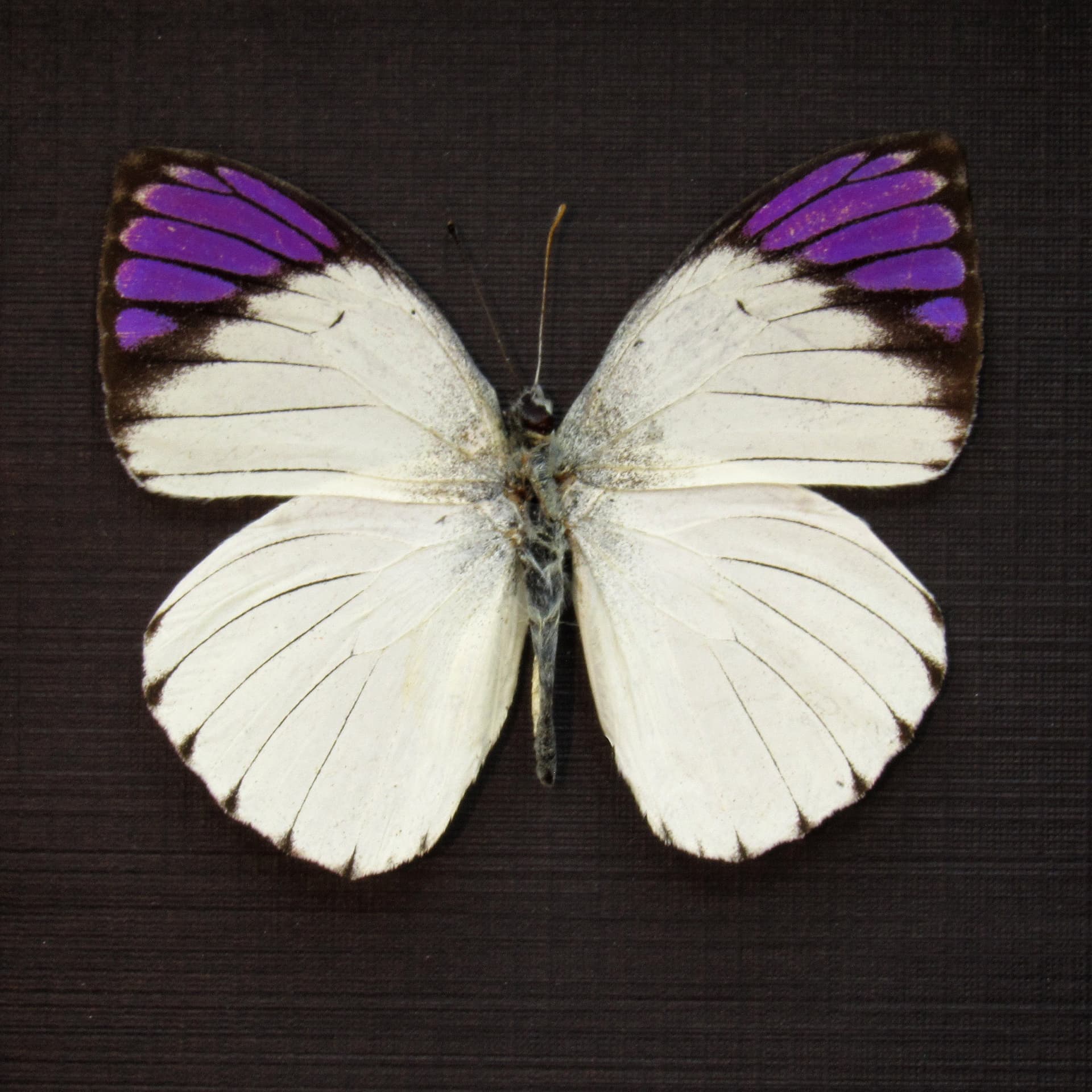 Real Purple Tip butterfly framed taxidermy - Colotis regina