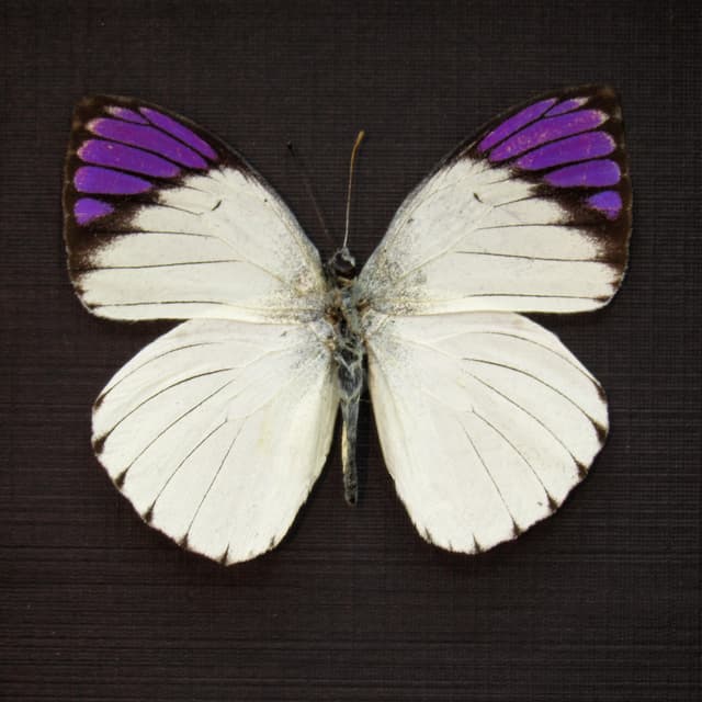 Real Purple Tip butterfly framed taxidermy - Colotis regina