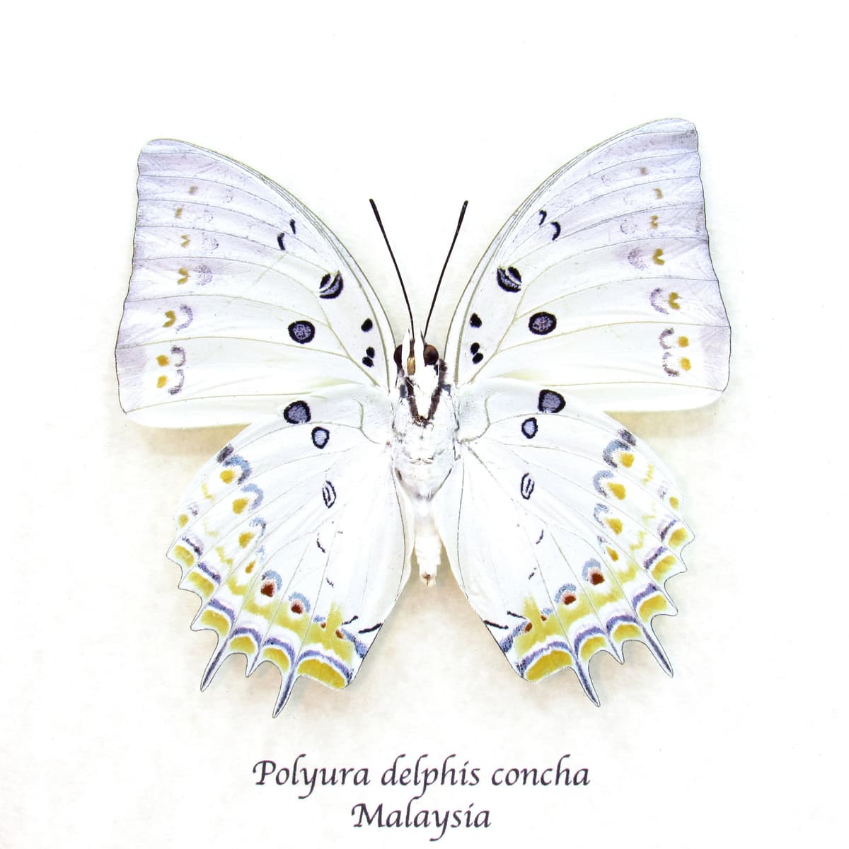 Real Jewel Nawab butterfly framed taxidermy - Polyura delphis concha
