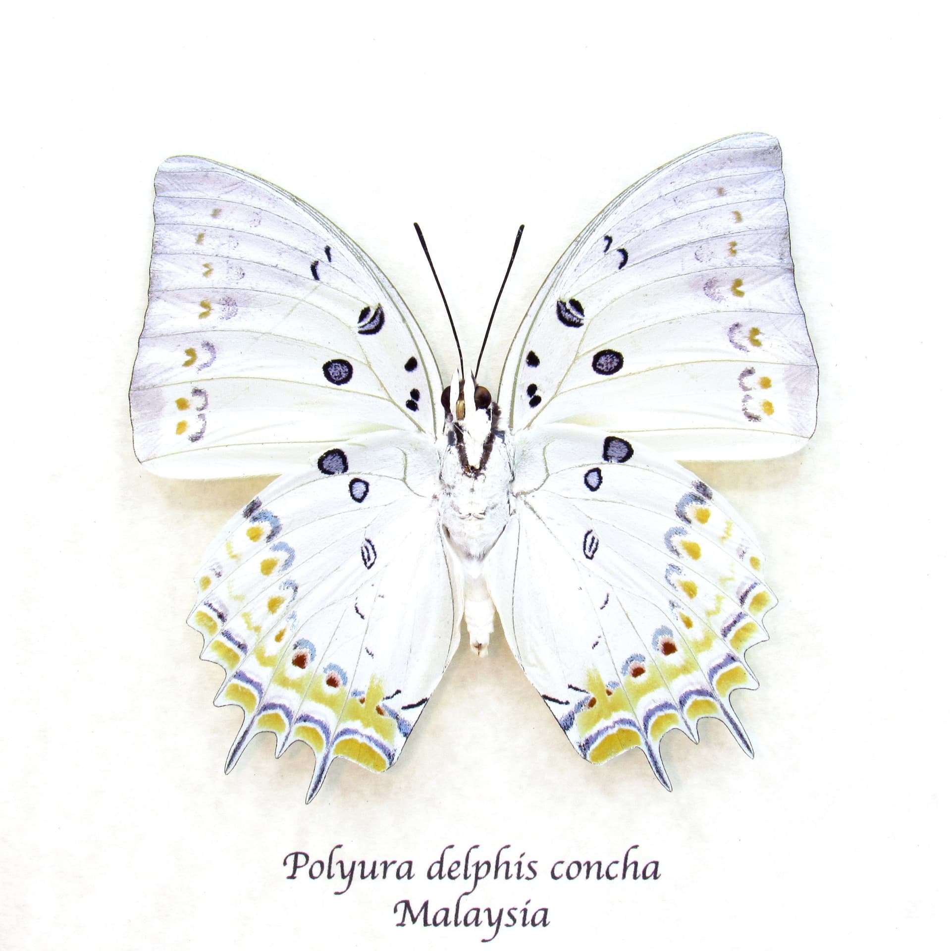 Real Jewel Nawab butterfly framed taxidermy - Polyura delphis concha
