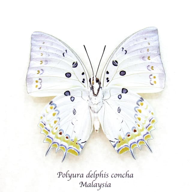 Real Jewel Nawab butterfly framed taxidermy - Polyura delphis concha