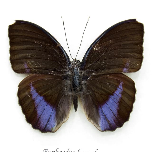 Real iridescent purple Forester butterfly framed taxidermy - Euphaedra harpalyce