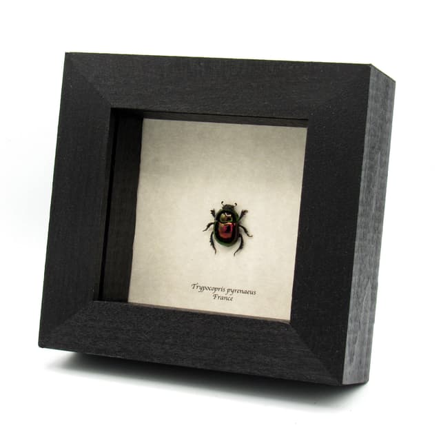 Real metallic purple Dung beetle framed taxidermy - Trypocopris pyrenaeus