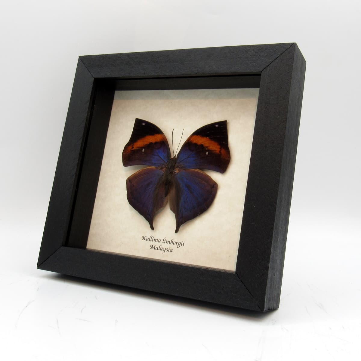 Rare Blue Leaf butterfly taxidermy - Kallima limborgii