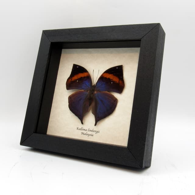 Rare Blue Leaf butterfly taxidermy - Kallima limborgii