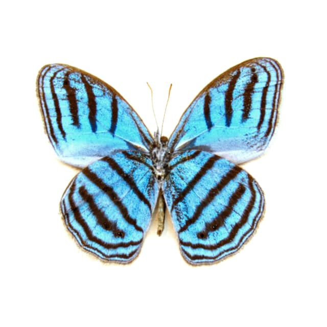 Rare metallic blue framed taxidermy butterfly - Euptychia cephus