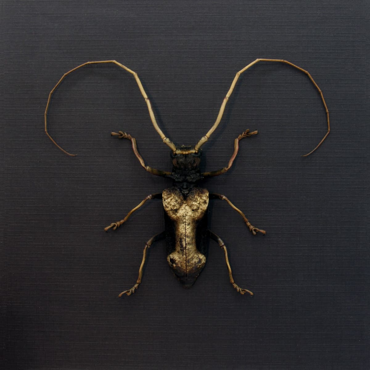 Real Long Horn beetle framed taxidermy - Petrognathus gigas