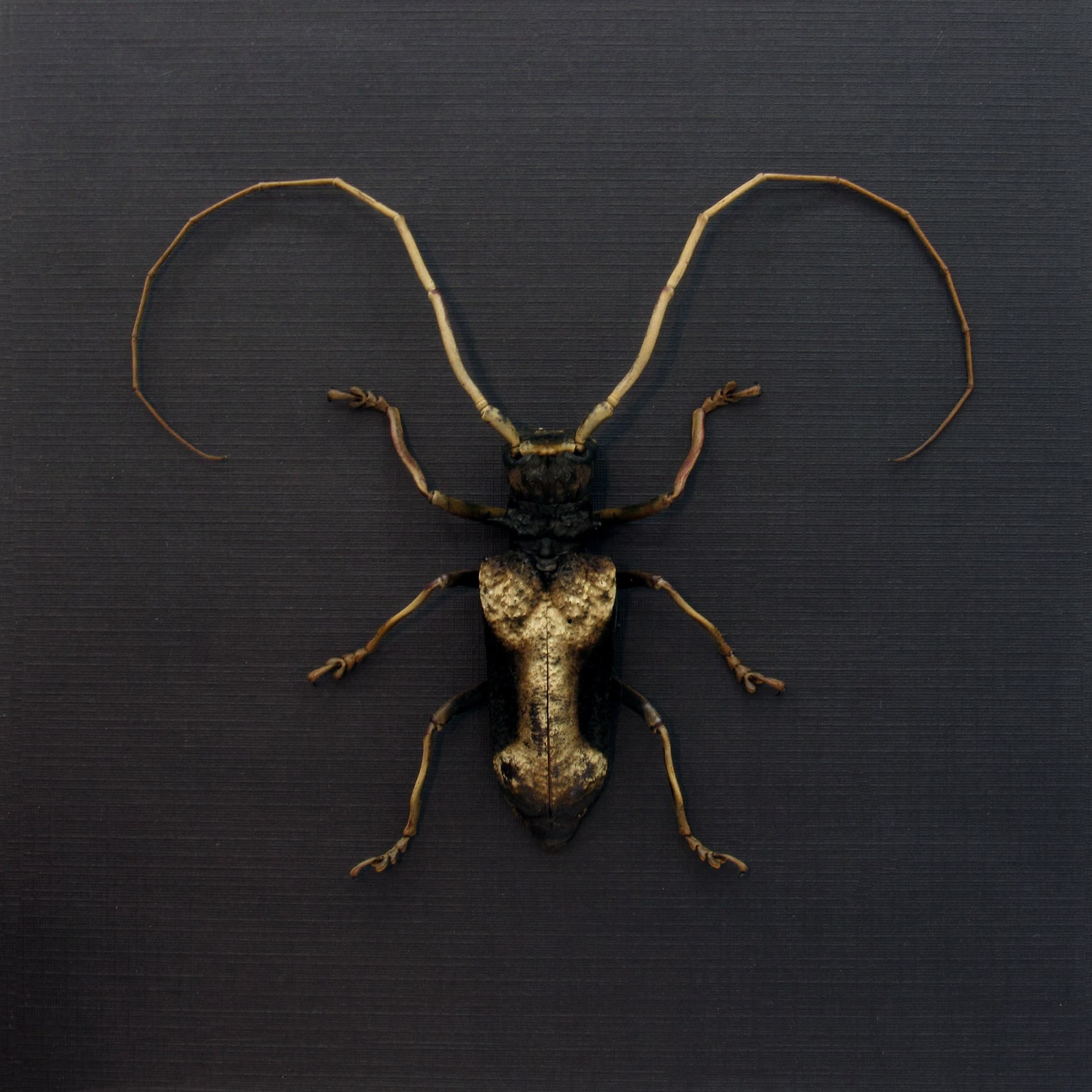 Real Long Horn beetle framed taxidermy - Petrognathus gigas