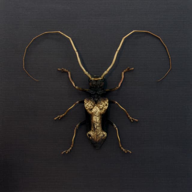 Real Long Horn beetle framed taxidermy - Petrognathus gigas