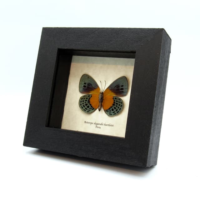 Rare metallic butterfly framed taxidermy - Asterope degandii bartletti - female