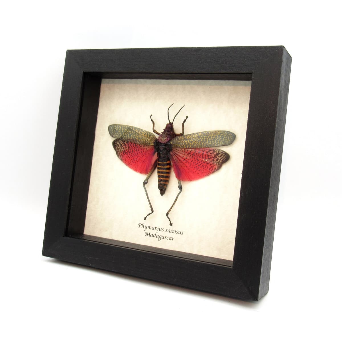 Real large grasshopper framed taxidermy - Phymateus saxosus - female