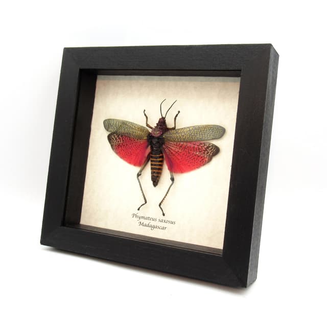 Real large grasshopper framed taxidermy - Phymateus saxosus - female