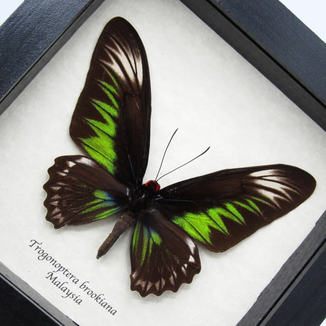 Real XL Birdwing butterfly framed taxidermy - Trogonoptera brookiana - female