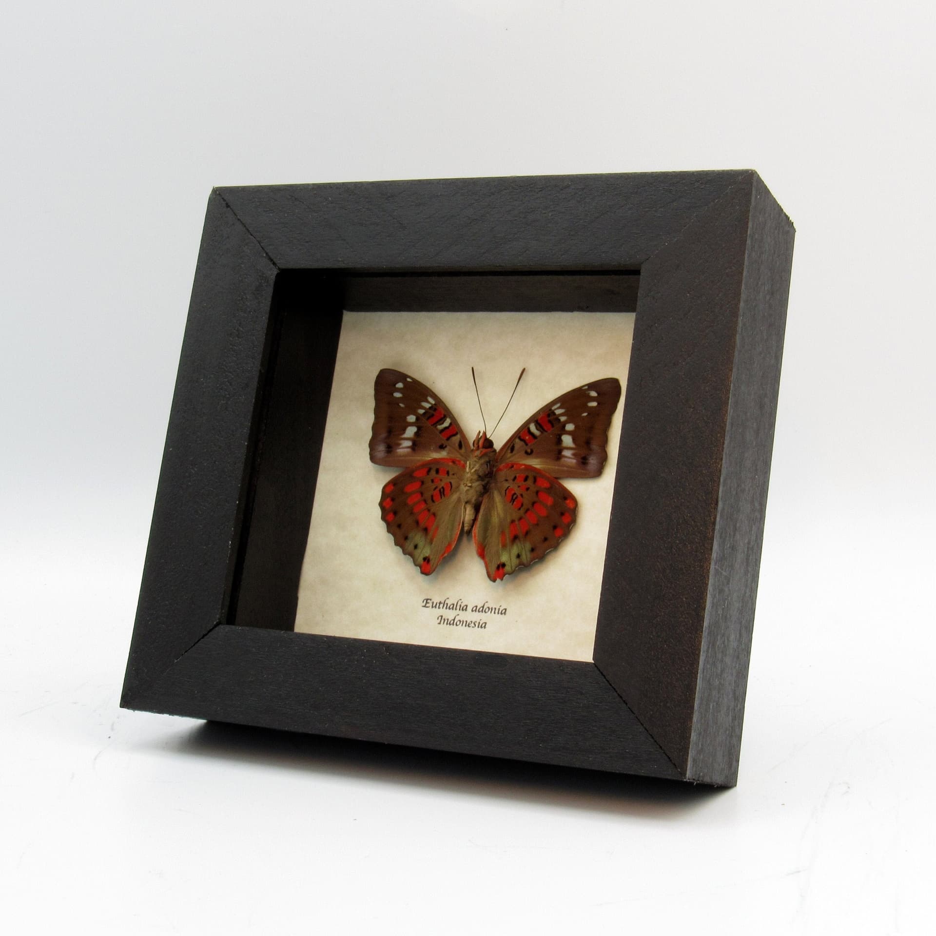 Real red butterfly framed taxidermy - Euthalia adonia