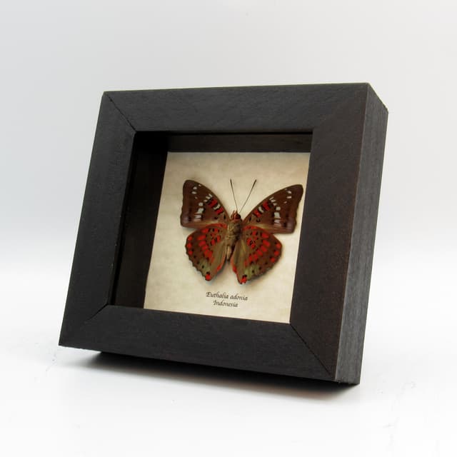 Real red butterfly framed taxidermy - Euthalia adonia