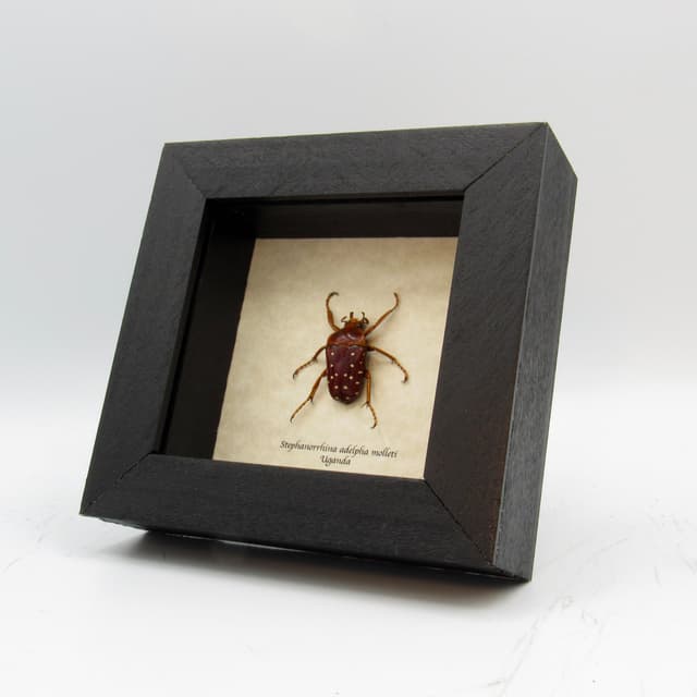 Real Polka Dot Scarab Beetle framed taxidermy - Stephanorrhina adelpha