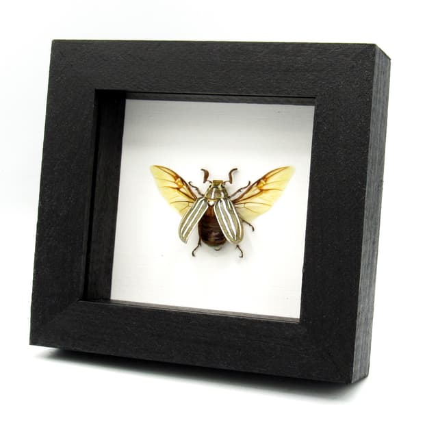 Real Ten-lined June Beetle framed taxidermy - Polyphylla decemlineata