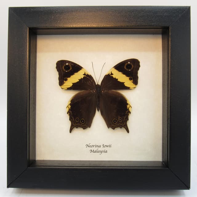Real Malayan Owl butterfly framed taxidermy - Neorina lowii