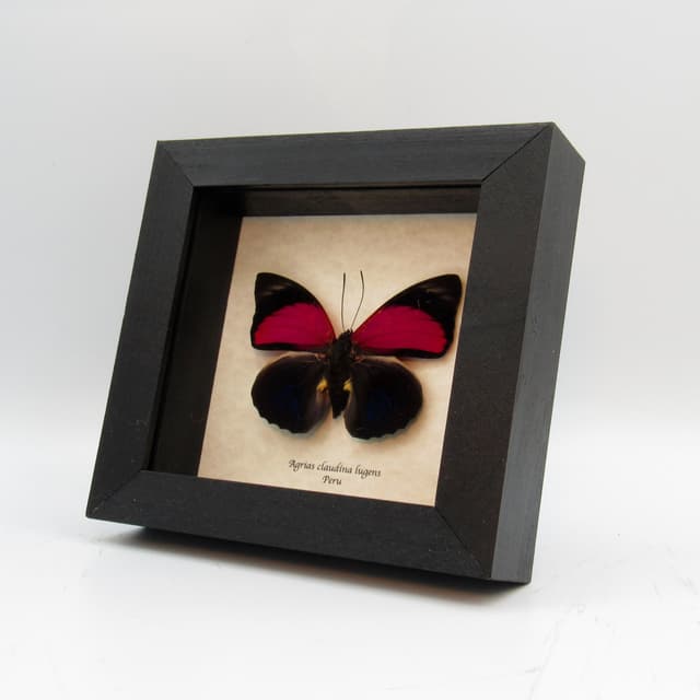 Real Brush-footed butterfly framed taxidermy - Agrias claudina lugens