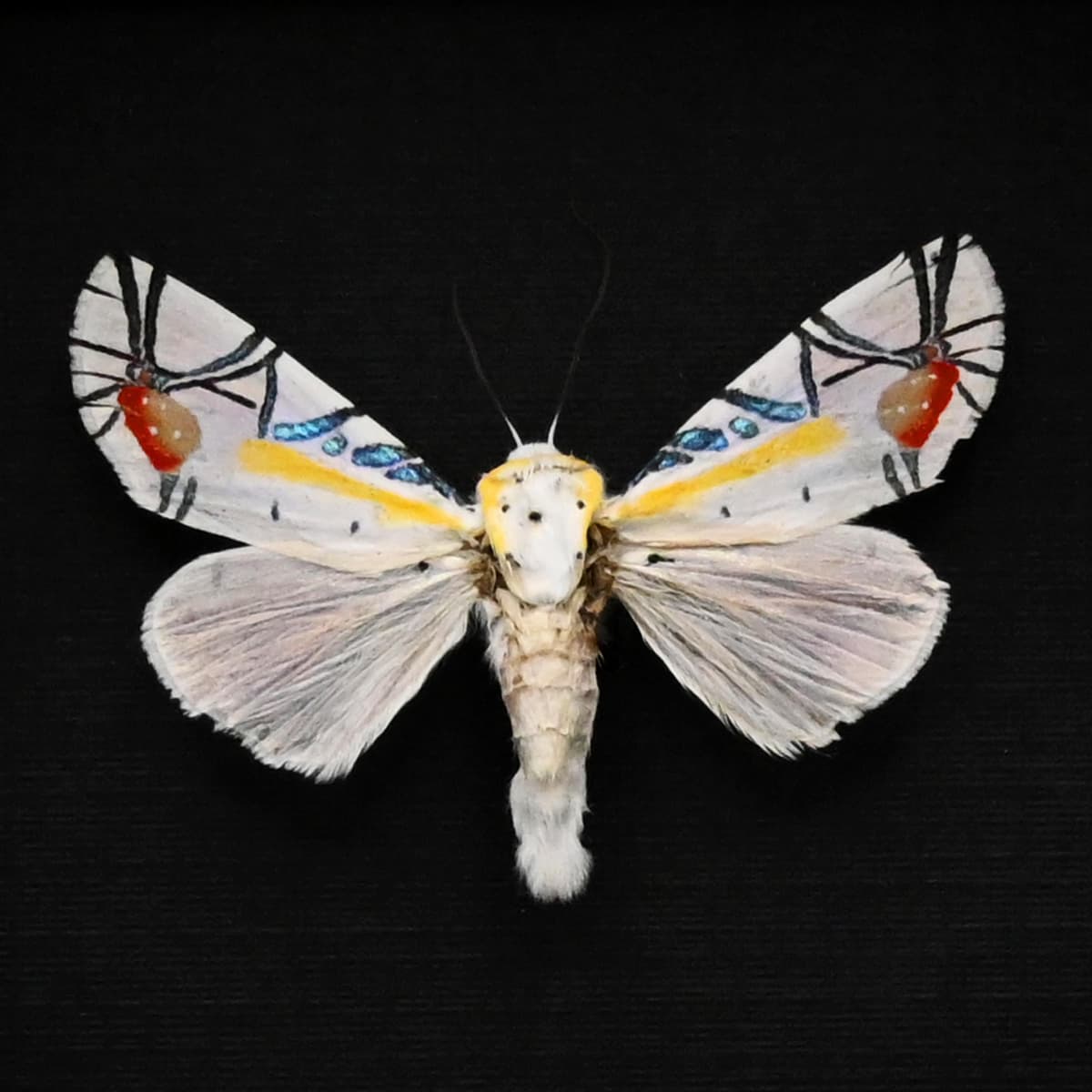 Rare metallic Picasso moth framed taxidermy - Baorisa hieroglyphica